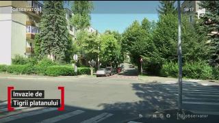 O specie agresivă de insecte a invadat Clujul și îi terorizează pe localnici. Nu pot fi ucise cu substanțe chimice și nu au dușmani naturali