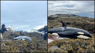 "Îi curgeau lacrimi din ochi" Balenă ucigașă ținută în viață cu găleți de apă, după ce a eșuat pe o plajă din Alaska