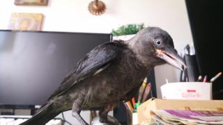 Mobilizare uriaşă pe Internet pentru găsirea lui Cronky. Puiul de cioară s-a pierdut de cei care l-au salvat din primele zile de viaţă