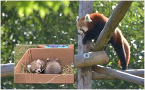 Singurii urși panda roșii din România au devenit părinți. Imagini cu cei mai răsfățați pui de la Zoo Brașov