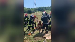 Misiune de salvare dificilă la Târgu Mureș, după ce un vițel a căzut într-o fântână încercând să se adape
