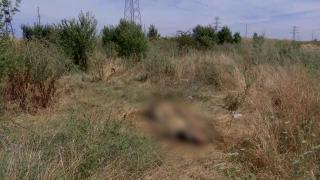 Cadavrele mai multor animale, lăsate la marginea unui sat din Olt. "Asta reprezintă inconştienţa oamenilor"