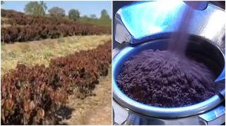 Veste proastă pentru iubitorii de cafea: Preţurile ar putea creşte cu cel puţin 15% după ce gerul a uscat culturile din Brazilia