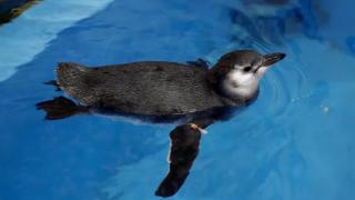 Patru pui de pinguni, la primă băiţă în acvariu. Micuţii nu au încă un nume