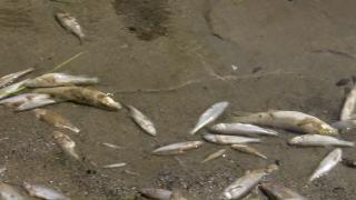 Catastrofă după otrăvirea apei unui râu din Hunedoara. Oamenii suportă cu greu mirosul sutelor de peşti morţi aduşi la mal.  "Este o bombă ecologică, un dezastru"