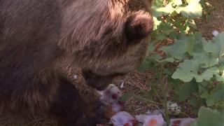 O grădină zoologică din Galaţi le oferă animalelor îngheţată: "La urși le facem din iaurt și fructe. Pentru tigri îngheţăm carne"