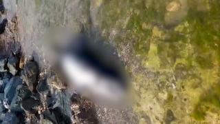 Un delfin a fost găsit mort, pe plaja din Costineşti. De vină ar fi plasele pescarilor