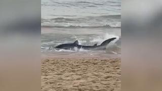Un rechin s-a apropiat periculos de mult de o plajă din Spania