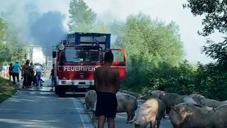 Un camion plin cu porci a luat foc, la Ţicău, în Maramureş. Zece animale au murit, alte câteva "au şoriciul negru" de la fum