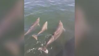 Trei delfini au fost surprinşi în timp ce înotau în Portul Tomis. Turiştii care i-au putut admira de aproape au fost în extaz