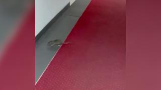 Șobolan filmat în timp ce "defila" pe covorul roșu din clădirea Ministerului Economiei, aflată în Sectorul 1