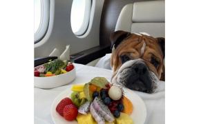 Lewis Hamilton i-a impus dieta vegană câinelui său. Roscoe n-a mai pus gura pe carne de doi ani