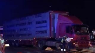 Un TIR care transporta sute de oi a fost implicat într-un accident pe DN2. Şoferul unui autoturism nu a acordat prioritate
