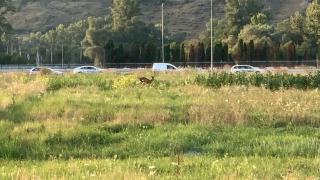 O căprioară, captivă de aproape 2 săptămâni pe un teren mărginit de DN 1. Animalul nu are unde să se ducă fără a risca să fie lovit de mașini