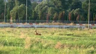 Responsabilitatea salvării căprioarei, captivă de două săptămâni pe un teren din Cluj-Napoca, este pasată între instituţii