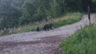 Doi urşi se plimbau nestingheriţi pe străzile din Buşteni. O femeie care îşi plimba câinele a dat nas în nas cu ei