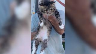 Arestată după ce a încercat să omoare motanul fostului iubit. Bietul animal a fost aruncat într-un râu, cu tot cu cuşcă   