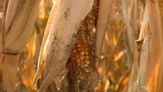 Seceta a pârjolit culturile agricultorilor români: "Eu am băgat bani în locul ăsta. E compromisă trei sferturi"