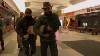 Cum a decurs misiunea de salvare a căprioarei blocate pe terenul din Cluj-Napoca. După două zile de măsurători şi planuri, gonacii au scăpat animalul la mall