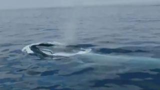 Balenele albastre au revenit în Oceanul Atlantic după mai bine de 40 de ani. Care ar fi posibila explicaţie - VIDEO