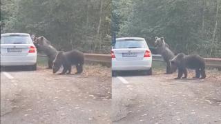 Un turist a vrut să fotografieze urşii de pe marginea drumului, pe Transfăgărăşan. Unul dintre animale a sărit pe portiera maşinii - VIDEO