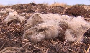 Cimitir de animale moarte în Teleorman, pământul este sufocat de cadavre. Localnicii se tem că beau apă infestată: "O să vină și în fântâni, o să între peste tot"