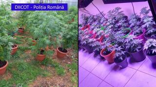 Peste 200 de plante de cannabis, ridicate de procurorii DIICOT după percheziții de amploare în Prahova, Mehedinți și Timiș