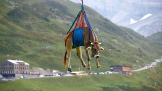 Vaci coborâte cu elicopterul de pe pășunile montane, în Elveția. VIDEO