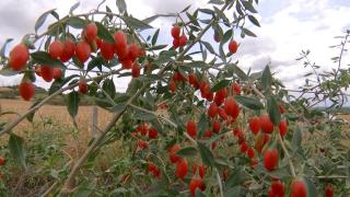O familie din Dolj a înlocuit culturile de legume şi cereale pentru a produce goji. Ce beneficii pentru organism are fructul magic