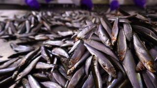 Are balta peşte, dar mâncăm din import. România aduce din "afară" 90% din consumul naţional: "Consumăm poluanţi drept peşte proaspăt"