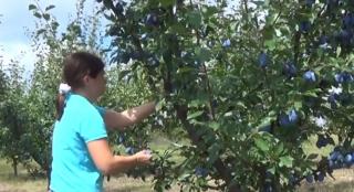 Povestea unei tinere inginer, pasionată de agricultură. Pomii fructiferi, afacerea de succes a Nicoletei."Este o fată de nota 10"