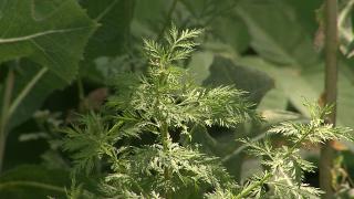 Strănut, ochi iritați, nas înfundat: Scenariul clasic pentru cei alergici la ambrozie. ''Sunt practic sedat de antihistaminice.''