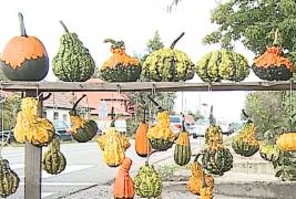 Tărtăcuţa de decor, pata de culoare din gospodăriile oamenilor. Prețul unui bostan mic pornește de la 4 lei