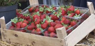 Muncitori sezonieri în Germania, afacerişti în România. Povestea a doi suceveni care şi-au deschis o afacere cu căpşuni, după tehnici învățate în străinătate