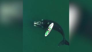 Întâlnirea spectaculoasă dintre o balenă curioasă şi un surfer, în Argentina. Femeia a fost împinsă uşor  - VIDEO