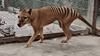 Imagini impresionante cu ultimul tigru tasmanian. Filmul alb-negru a prins culoare cu ajutorul tehnologiei, la zeci de ani după dispariţia speciei