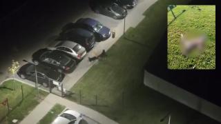 O vulpe a fost omorâtă de mai mulţi maidanezi în Bucureşti: Este risc de rabie la acei câini. Autorităţile nu ne ajută cu nimic