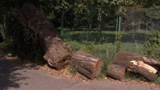 Nicuşor Dan a oprit toaletarea şi defrişarea arborilor din Bucureşti pentru că vrea scanarea lor cu un tomograf special: "Pică un copac, striveşte un om sub el. Cine este responsabil?"
