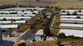 "A zis că o să am pestă porcină. A doua zi s-a găsit un porc suspect". Cum a pus molima pe butuci o întreagă industrie, în România