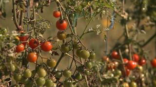 Grădinile Mălâncrav, readuse la viață de tânărul Andrei Călugăr. Povestea lor a început în urmă cu 7 decenii