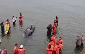 Un pui de balenă ucigaşă, eşuat pe o plajă din Rusia, a fost ajutat să revină în mare. Misiunea de salvare a durat mai multe ore
