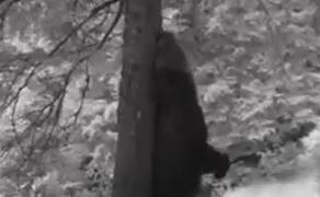 Imagini inedite cu un urs, în Piatra Craiului. Animalul a fost ocupat să-şi scarpine de zor spinarea, frecându-se de un copac