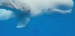 Miracolul vieţii: O balenă beluga a născut pentru prima dată un pui într-un habitat artificial, în Rusia