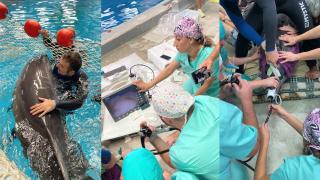 Concediu medical pentru delfinul Chan Chan. Mamiferul ar fi înghiţit un corp străin, iar acum va ajunge în grija specialiştilor