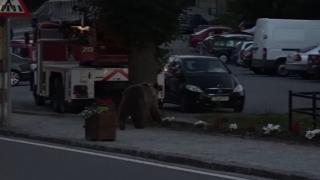 Mărturisiri de groază ale localnicilor care au dat nas în nas cu ursul, în Braşov: "Căţelul latră în sus. Şi când ne-am uitat, ursul în cireş. Era sa fac infarct"