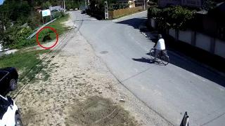 Un bărbat din Dâmboviţa a tras o sperietură grozavă atunci când a dat nas în nas cu un urs