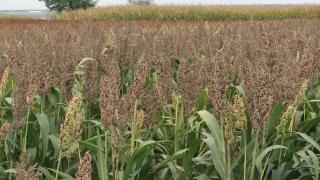 Fermierii români pregătesc înlocuirea culturilor tradiţionale cu unele importate din Africa, din cauza secetei