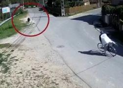 Ce faci când te întâlneşti cu ursul pe stradă? Îi dai prioritate şi mergi mai departe: păţania unui biciclist din Dâmboviţa