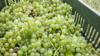 Vremea rea a întârziat coacerea strugurilor, dar enologii spun că vom avea o producție de calitate și un vin deosebit