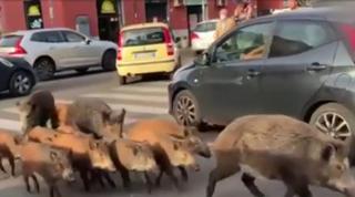 Apariţia unei turme de mistreţi pe o stradă din Roma, motiv de ceartă în campania electorală pentru primăria oraşului